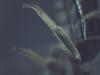 Lasioglossum sp.